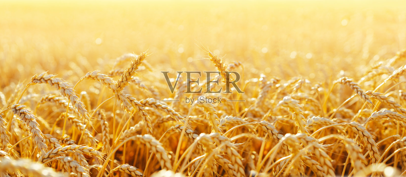 麦田。靠近金色的麦穗。美丽的自然日落景观。阳光下的乡村风光。麦田成熟穗的背景。丰收的概念。照片摄影图片