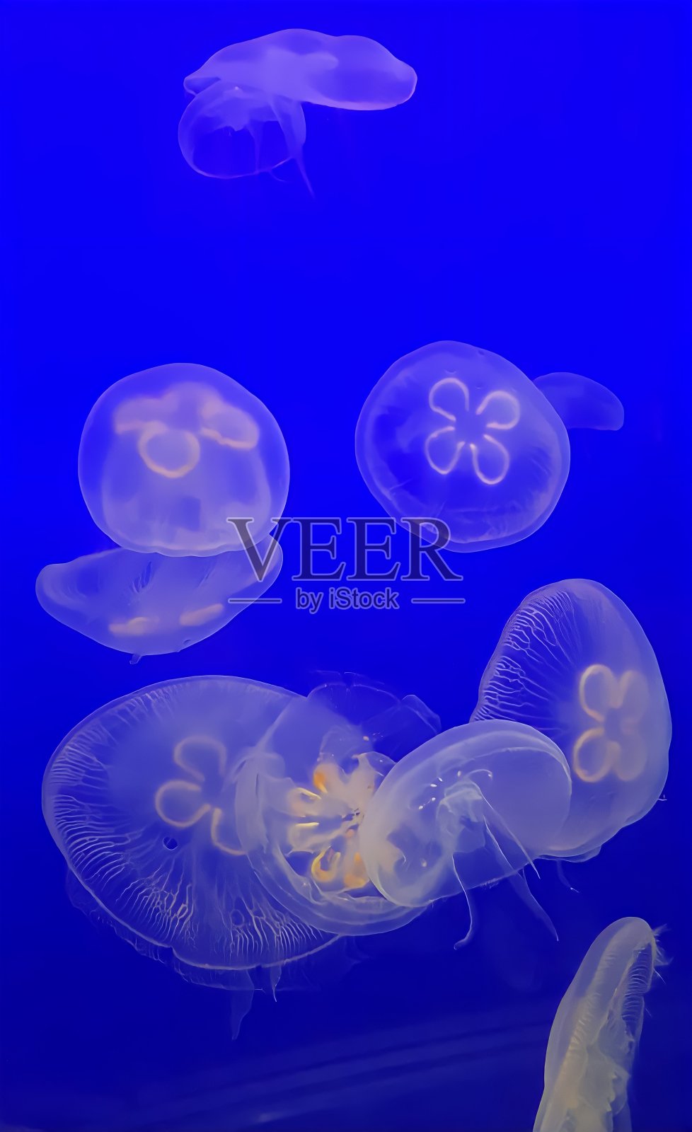 水母照片摄影图片