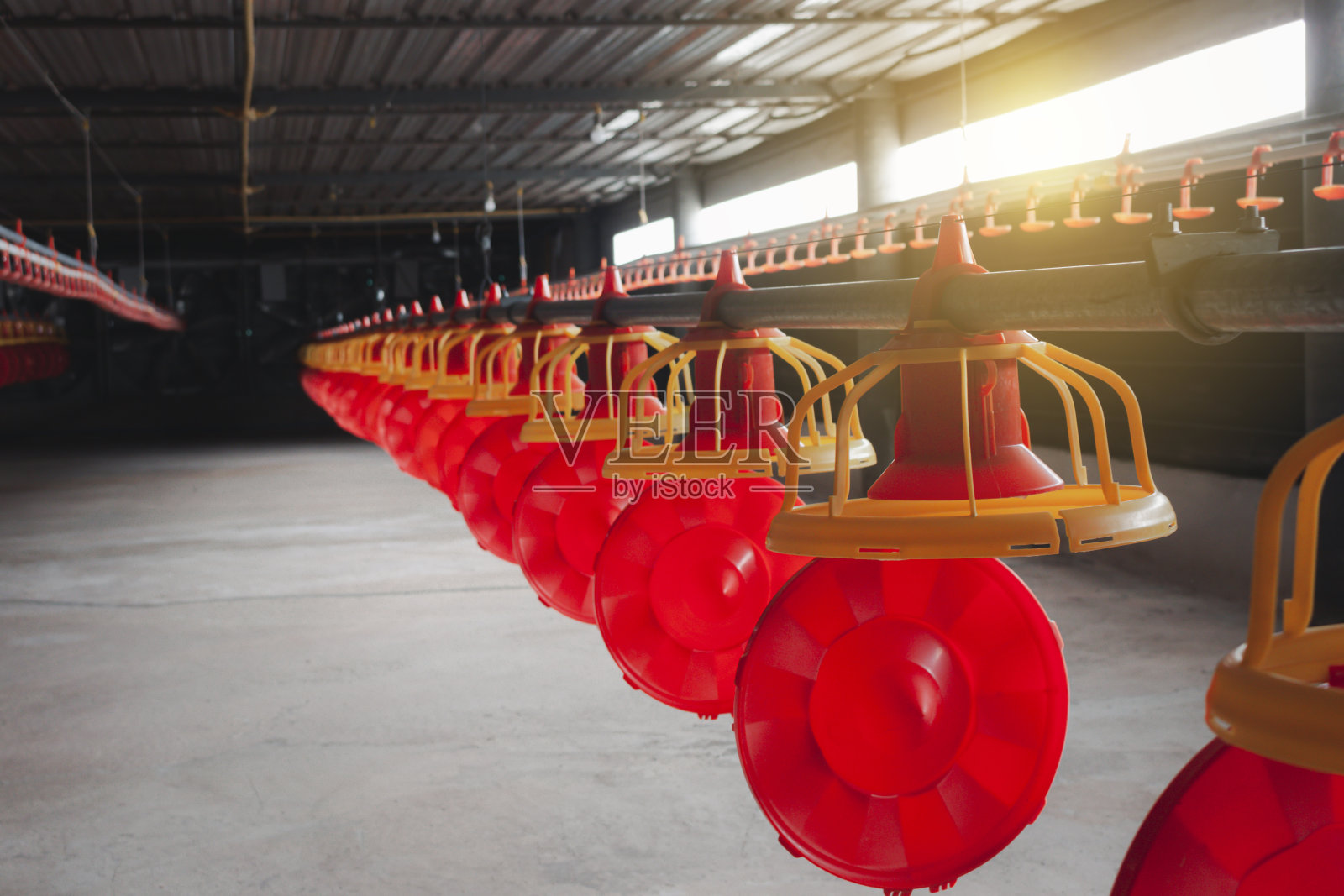 养鸡、养鸡的地方，在现代化的养鸡场内，午后阳光明媚。照片摄影图片