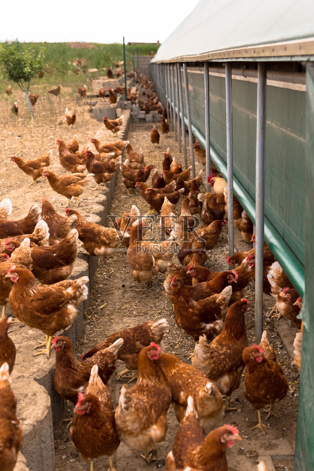 鸡的肖像在一个典型的自由放养家禽有机农场照片摄影图片
