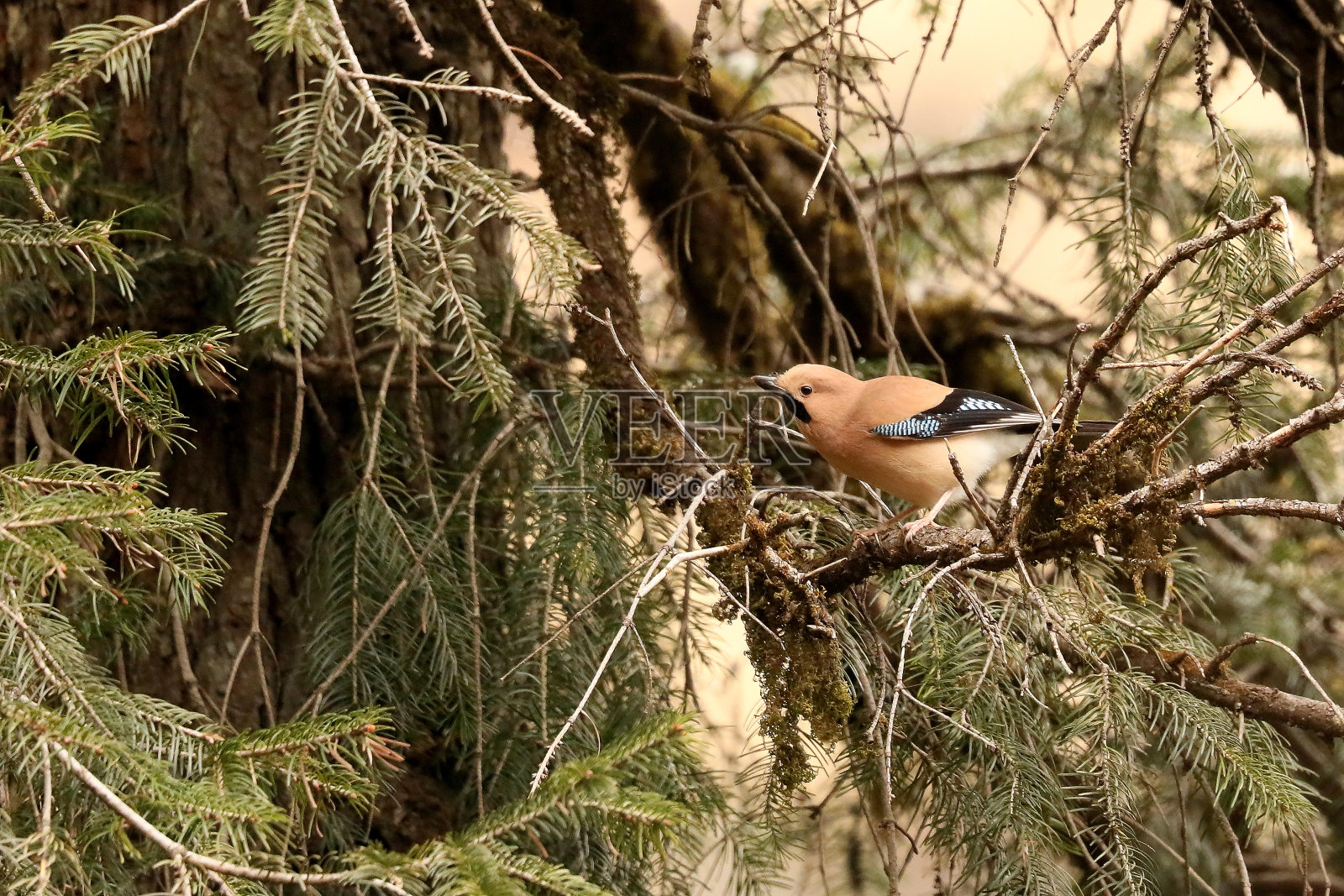 印度北阿坎德邦，曼达尔，中景，欧亚松鸦照片摄影图片