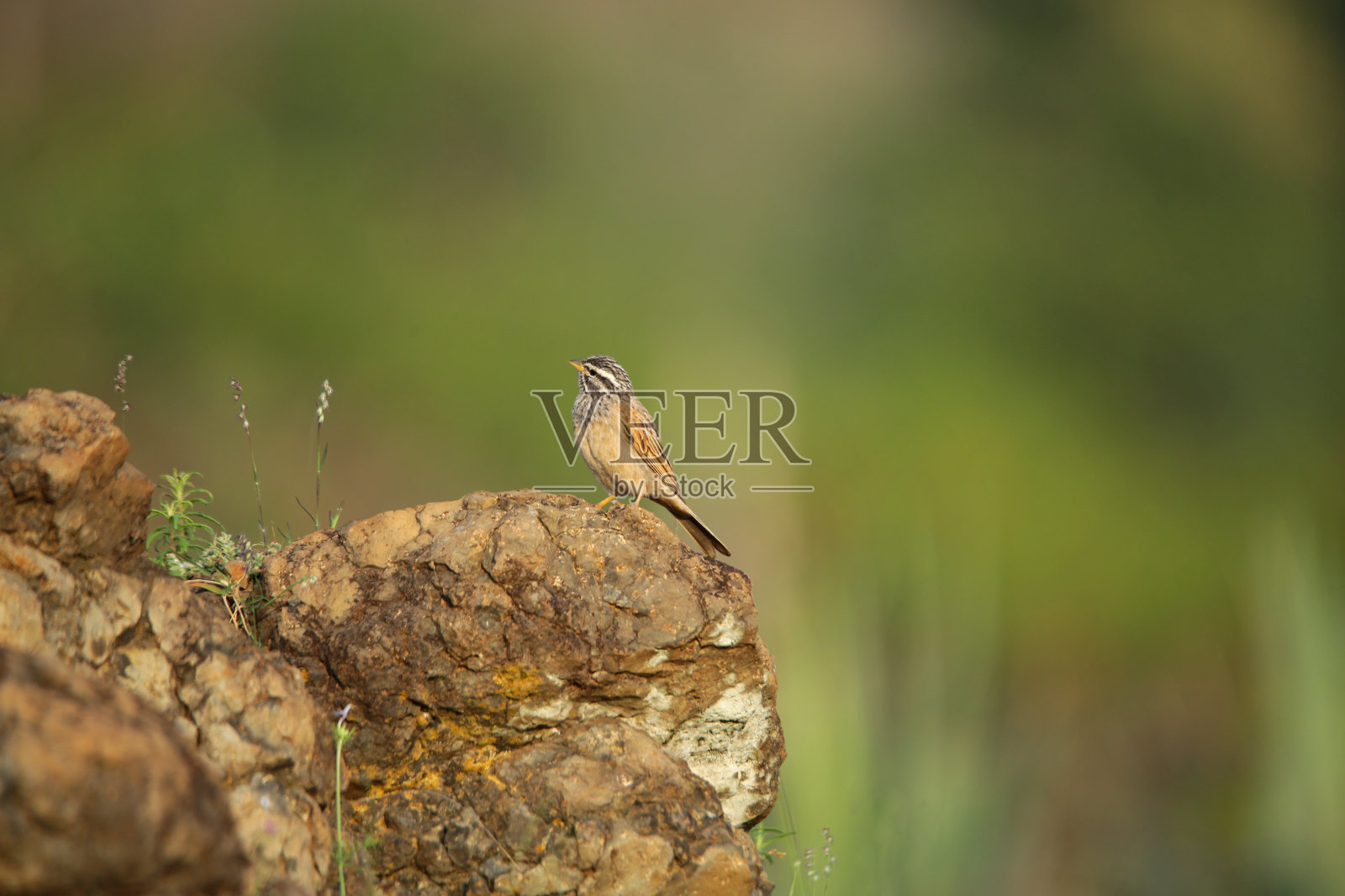 印度，马哈拉施特拉邦，浦那照片摄影图片