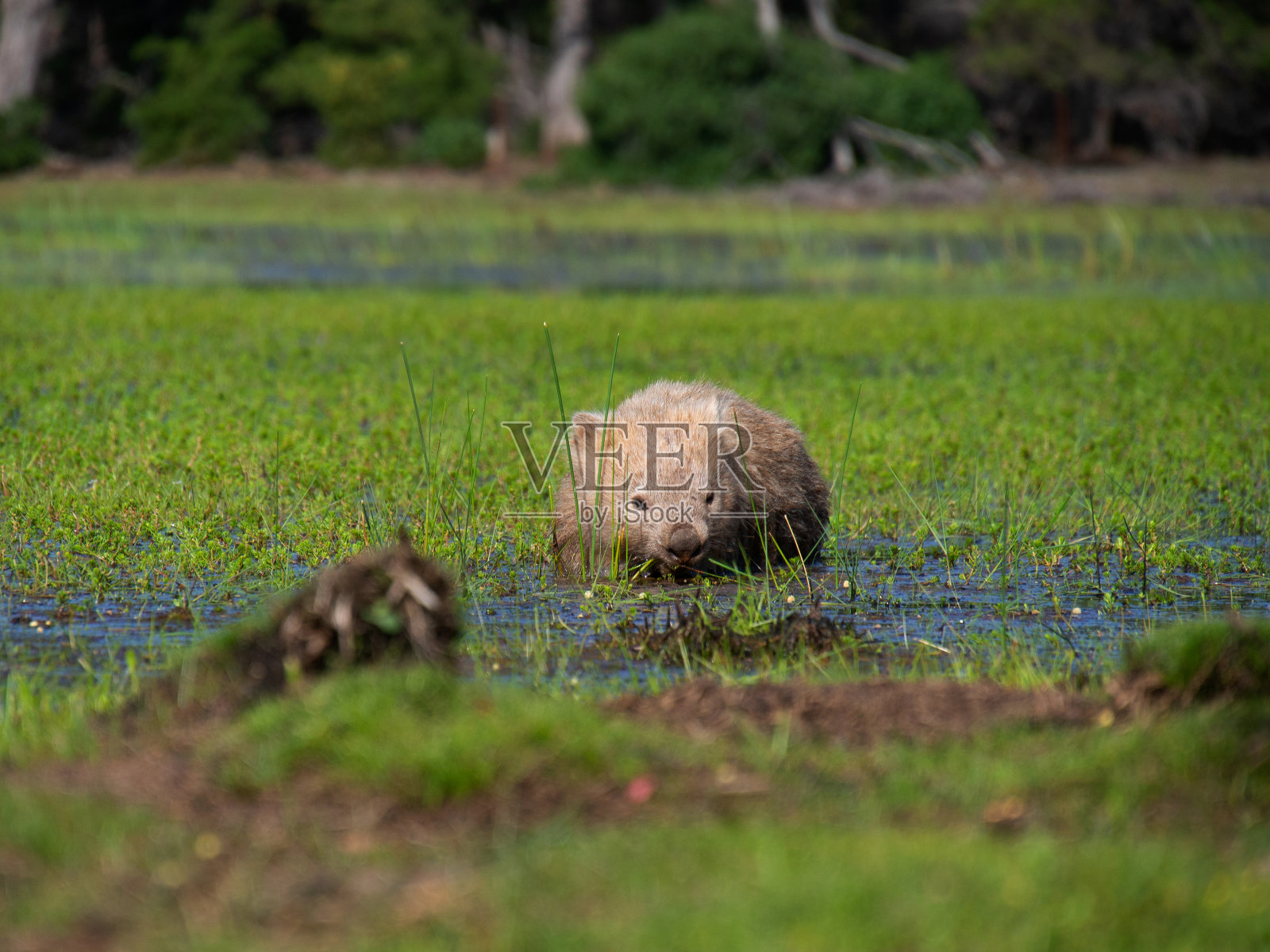 塔斯马尼亚州玛丽亚岛的野生袋熊照片摄影图片