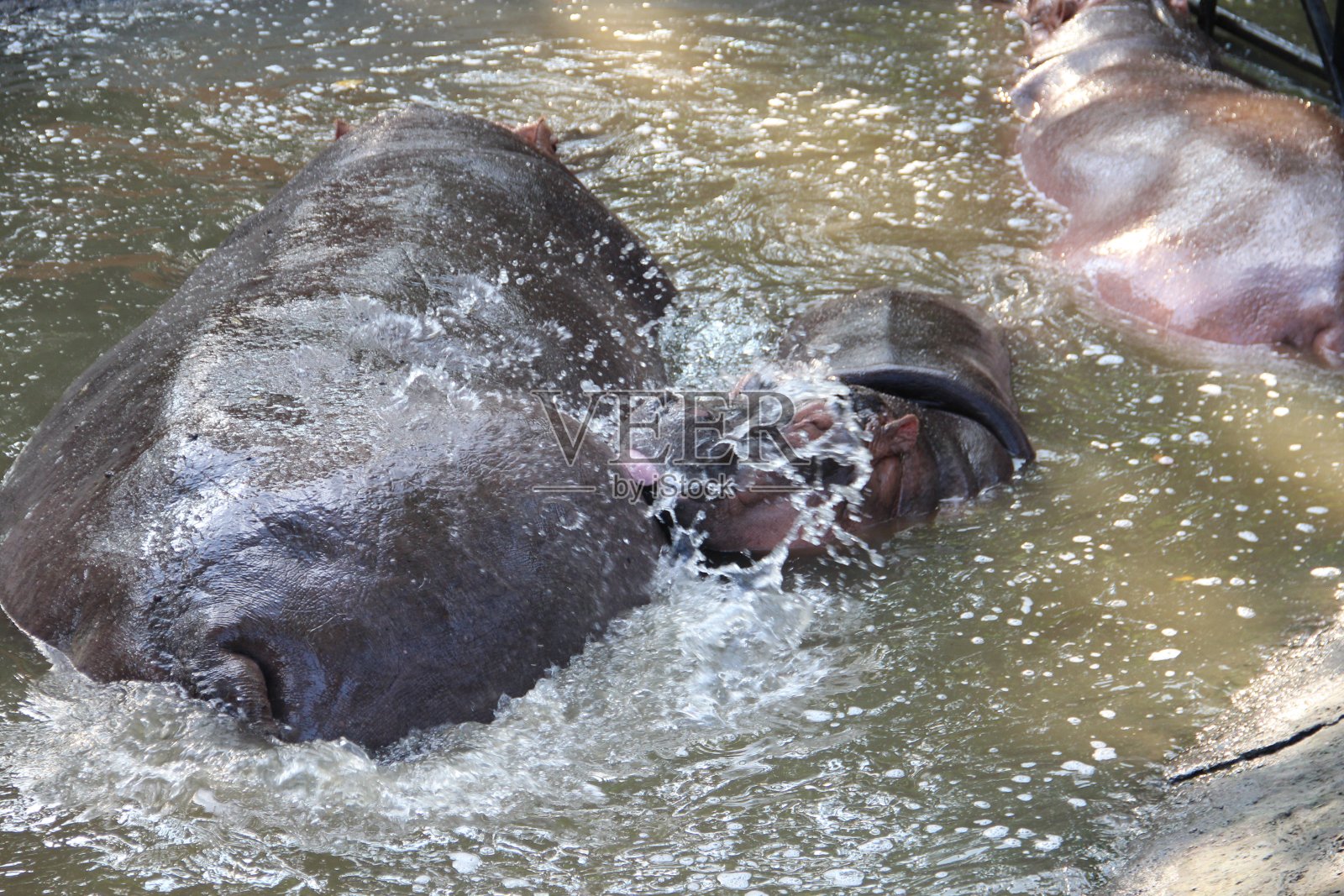 动物照片摄影图片
