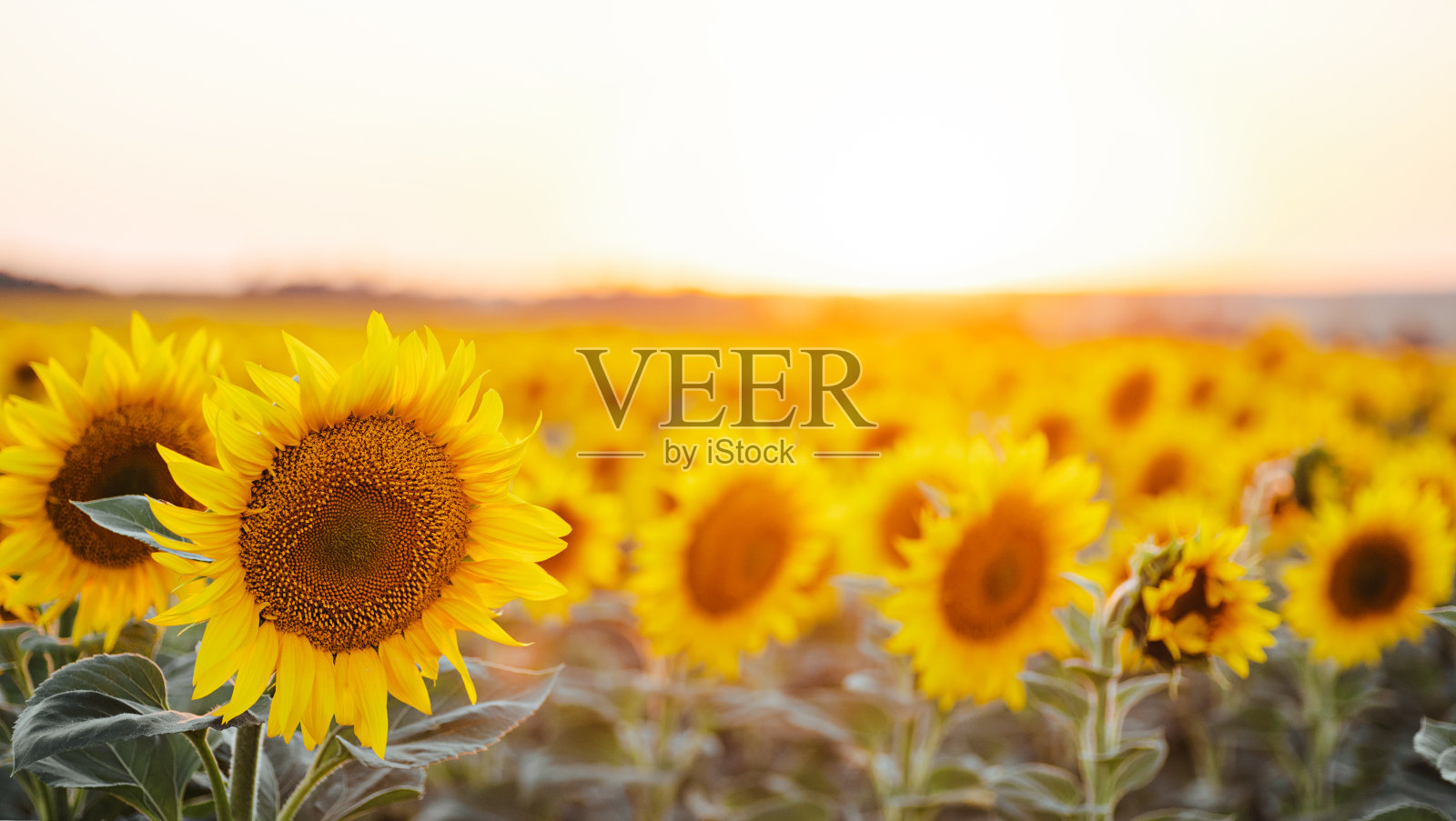 在夕阳的照射下，一片向日葵的美丽全景。黄色向日葵特写。美丽的夏季景观与日落和开花草地丰富的收获概念。照片摄影图片