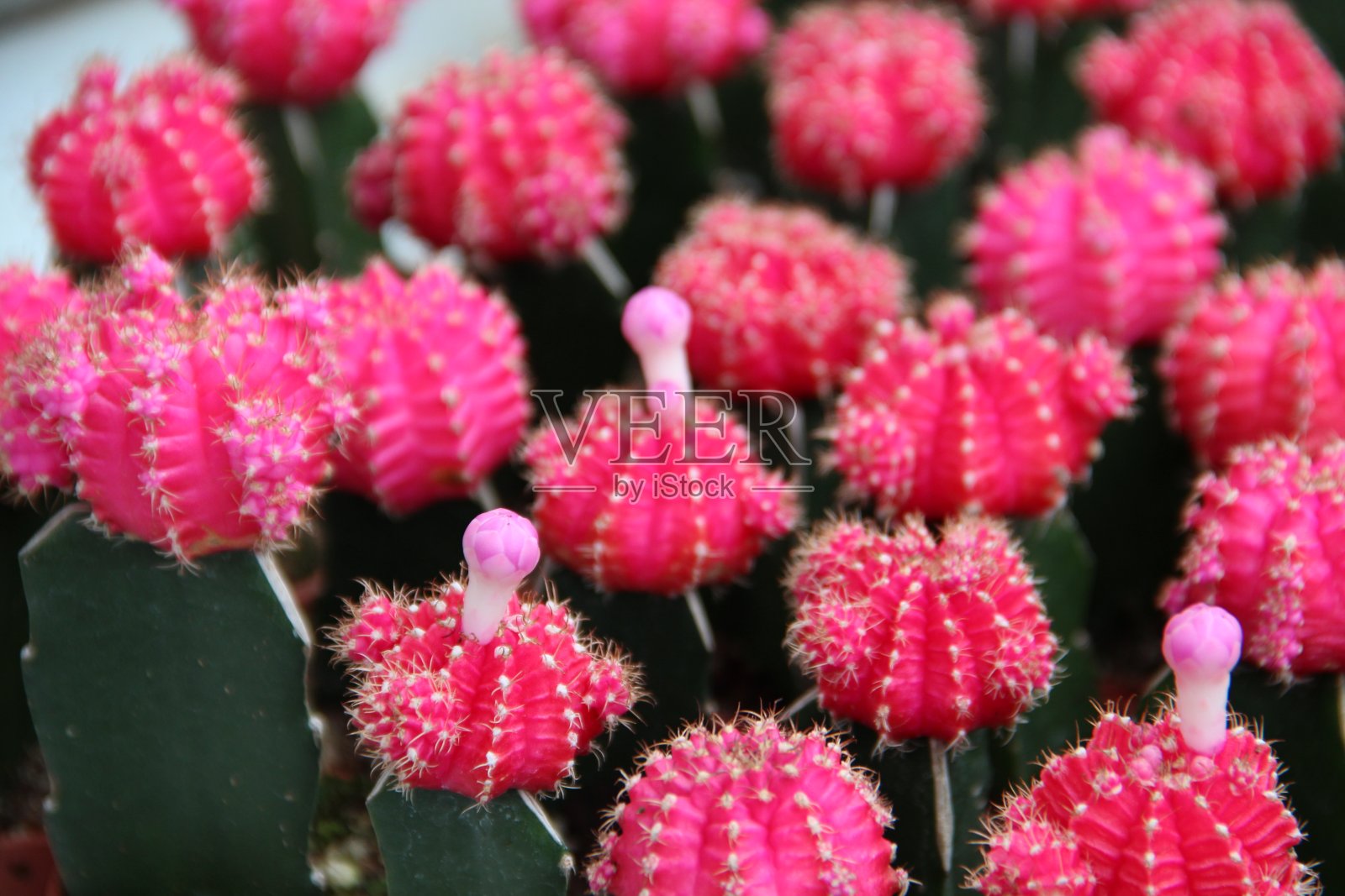 花卉和植物照片摄影图片