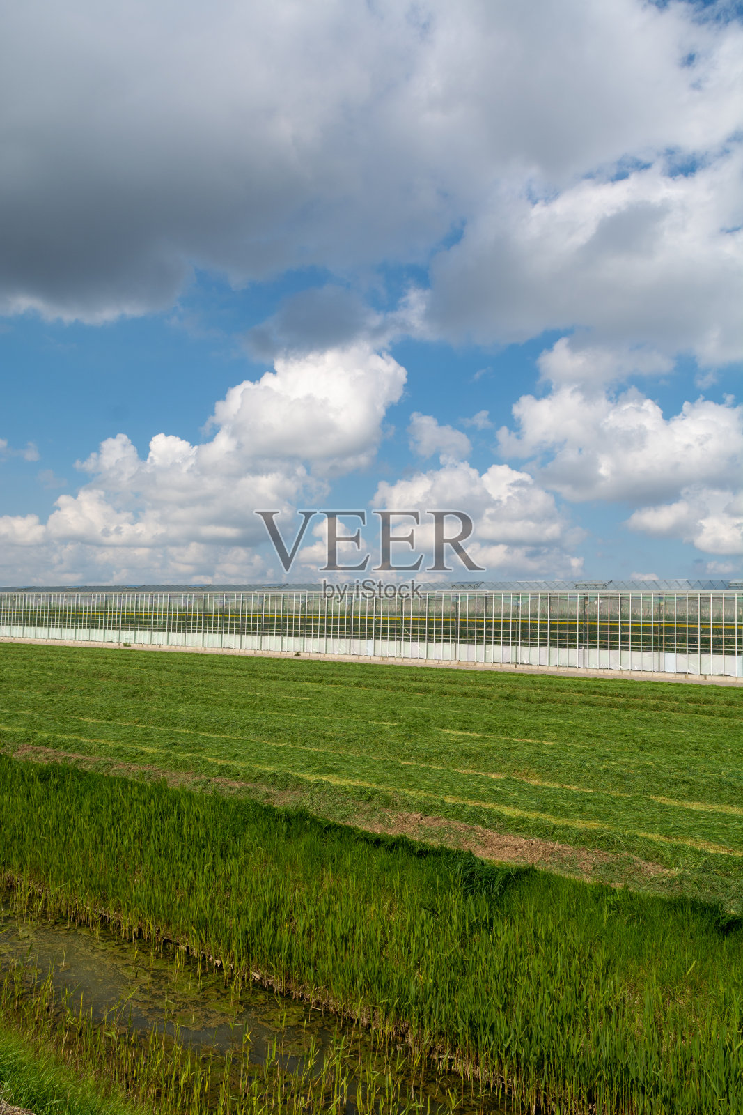 荷兰农业，用于种植有机蔬菜和水果的大玻璃温室照片摄影图片