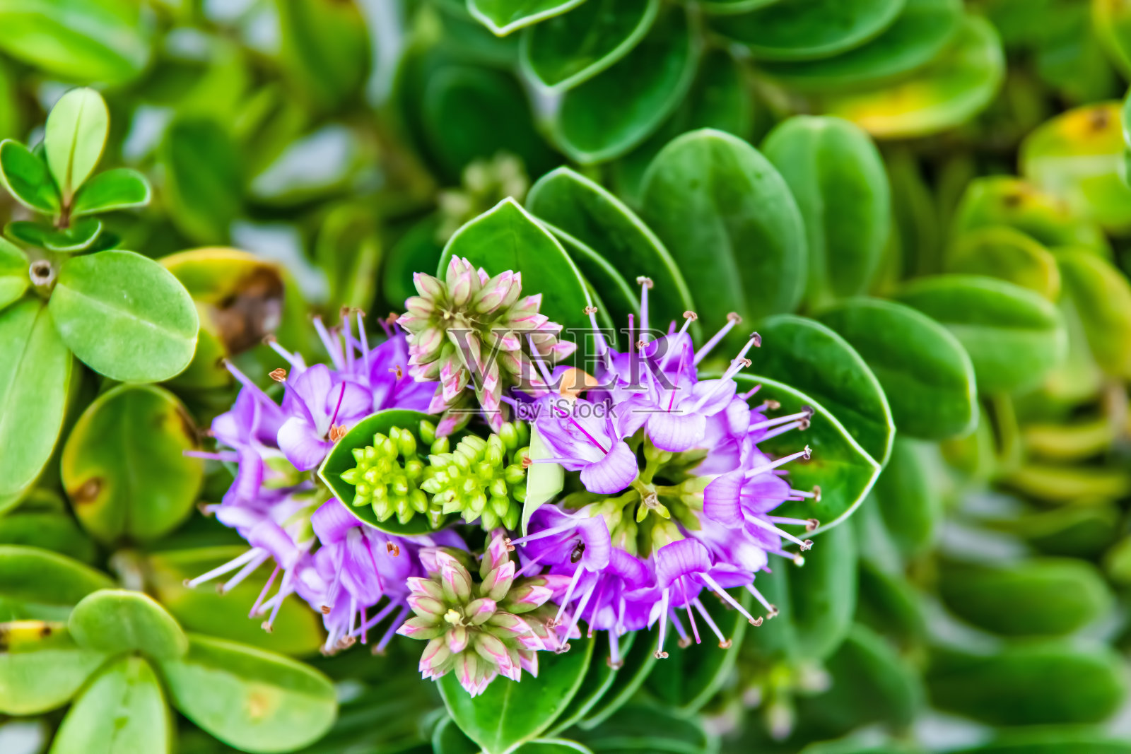 大自然中有维罗妮卡植物，绿叶紫花照片摄影图片