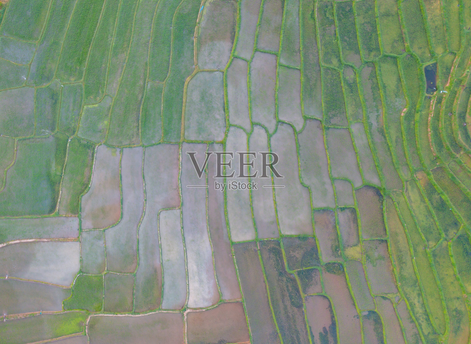 鸟瞰图水稻梯田与水反射，绿色农田在农村，山丘陵山谷，帕邦平，泰国清迈。自然景观。农作物的收成。照片摄影图片