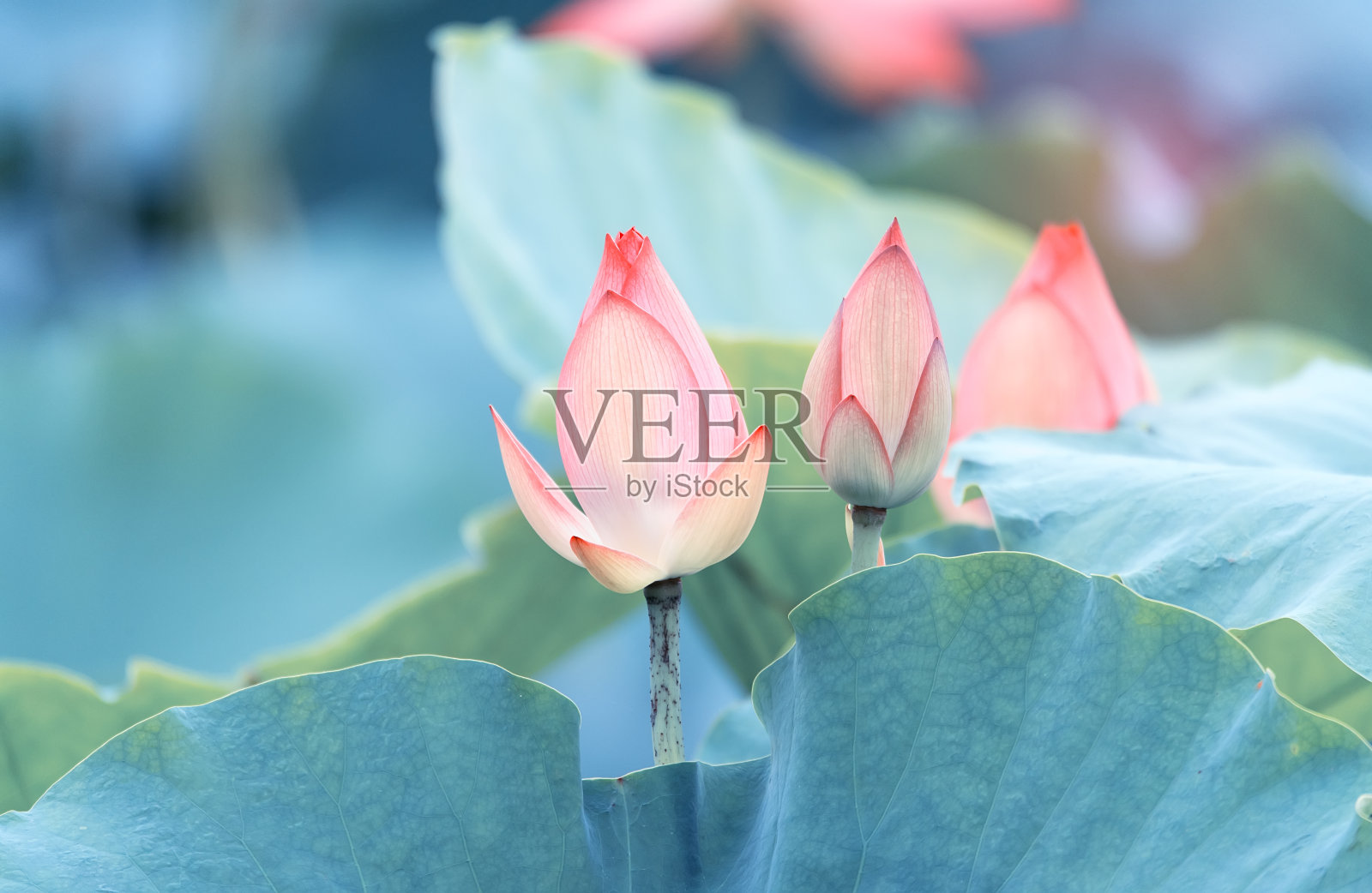 绿叶中有粉红色的荷花照片摄影图片