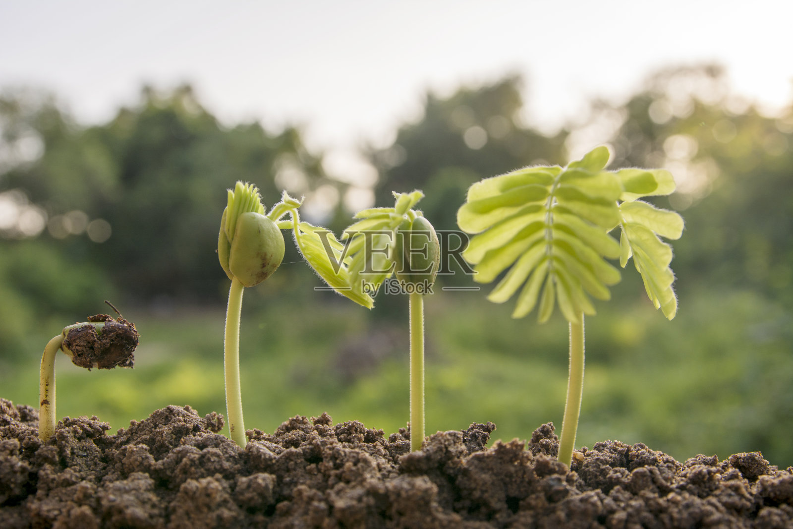 春种以树为主，农用植物播种生长步骤概念，在园林和阳光下播种照片摄影图片