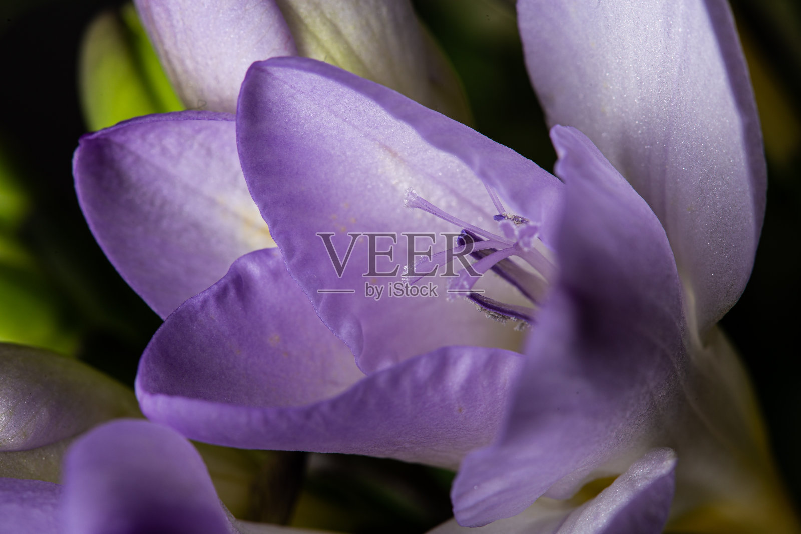 美丽的紫色花朵，光滑的花瓣和雌蕊仍在绽放照片摄影图片