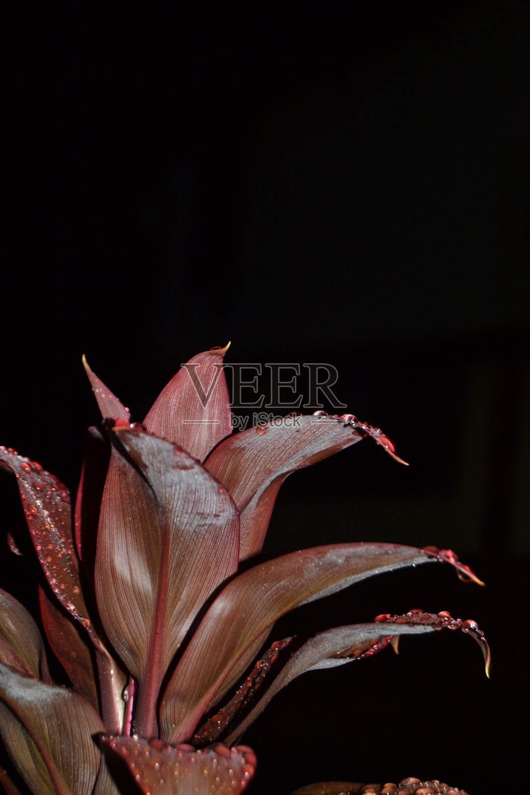 虫草属热带红叶植物照片摄影图片