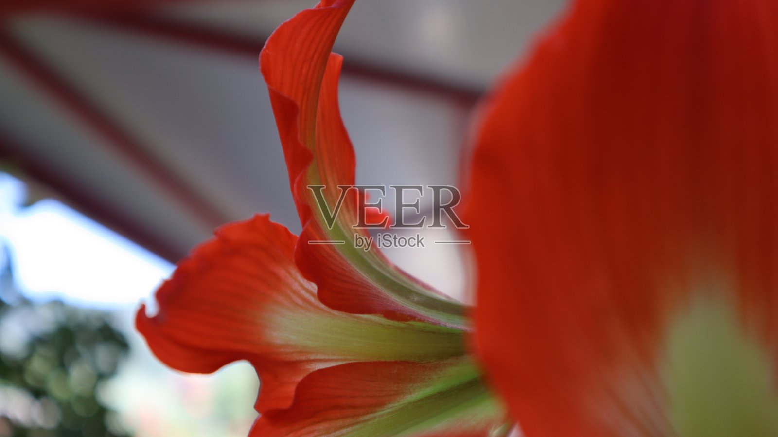 天然红绿百合花特写。照片摄影图片