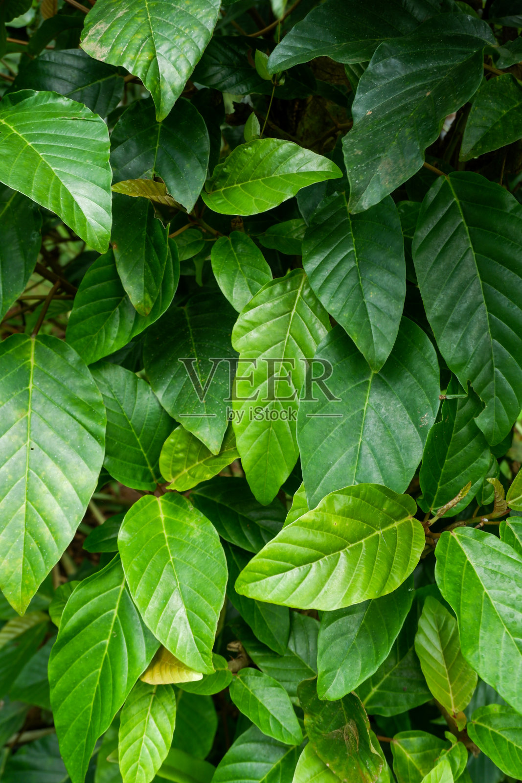 这张照片是我在我家附近的森林里拍的野生植物的照片。照片摄影图片