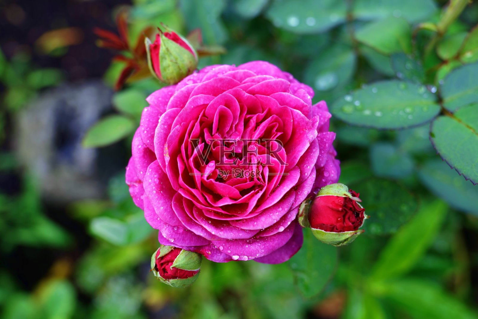 在户外自然的绿色环境中，带芽的粉红玫瑰。照片摄影图片