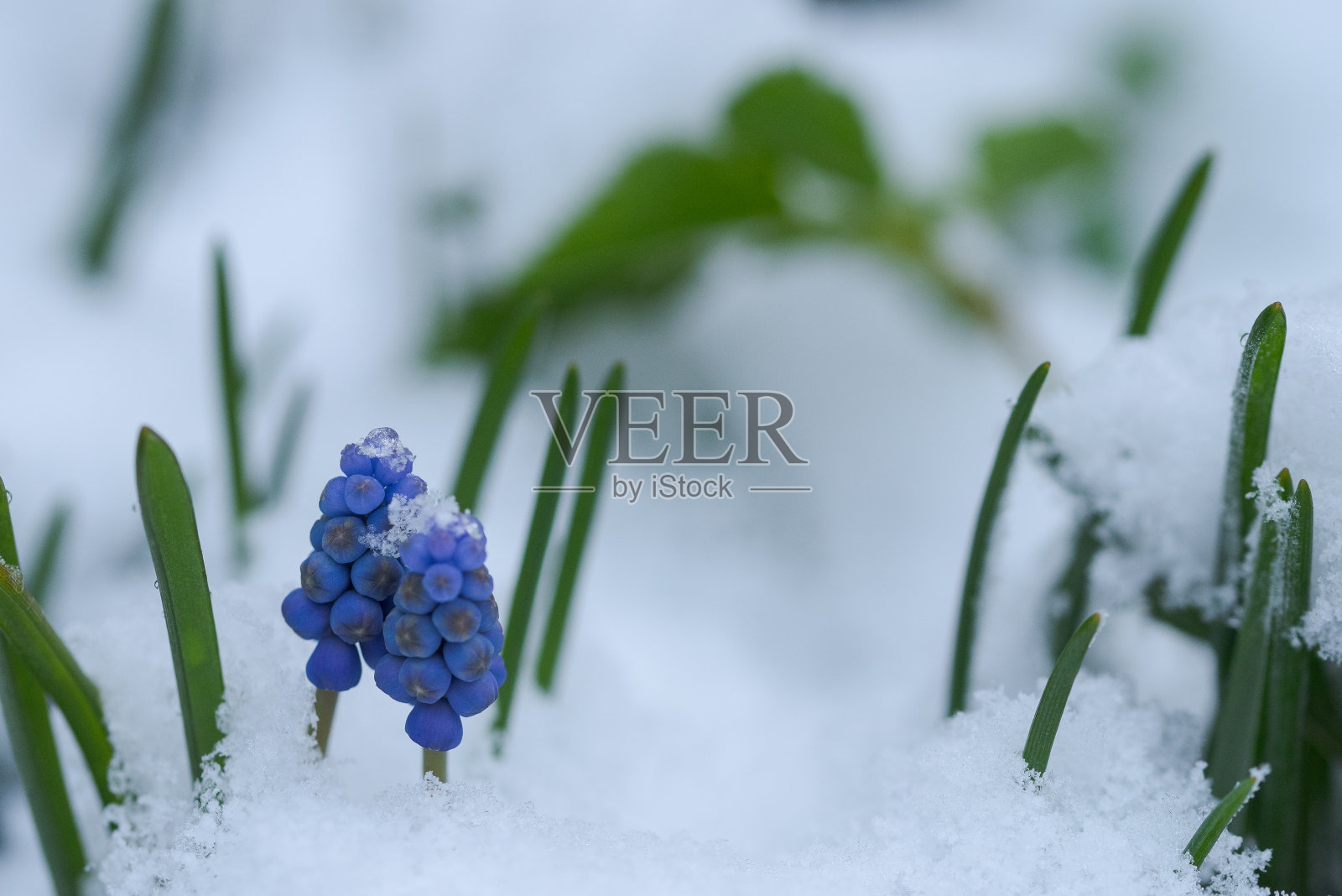 在寒流袭来的时候，花园里的花朵被冰雪覆盖照片摄影图片