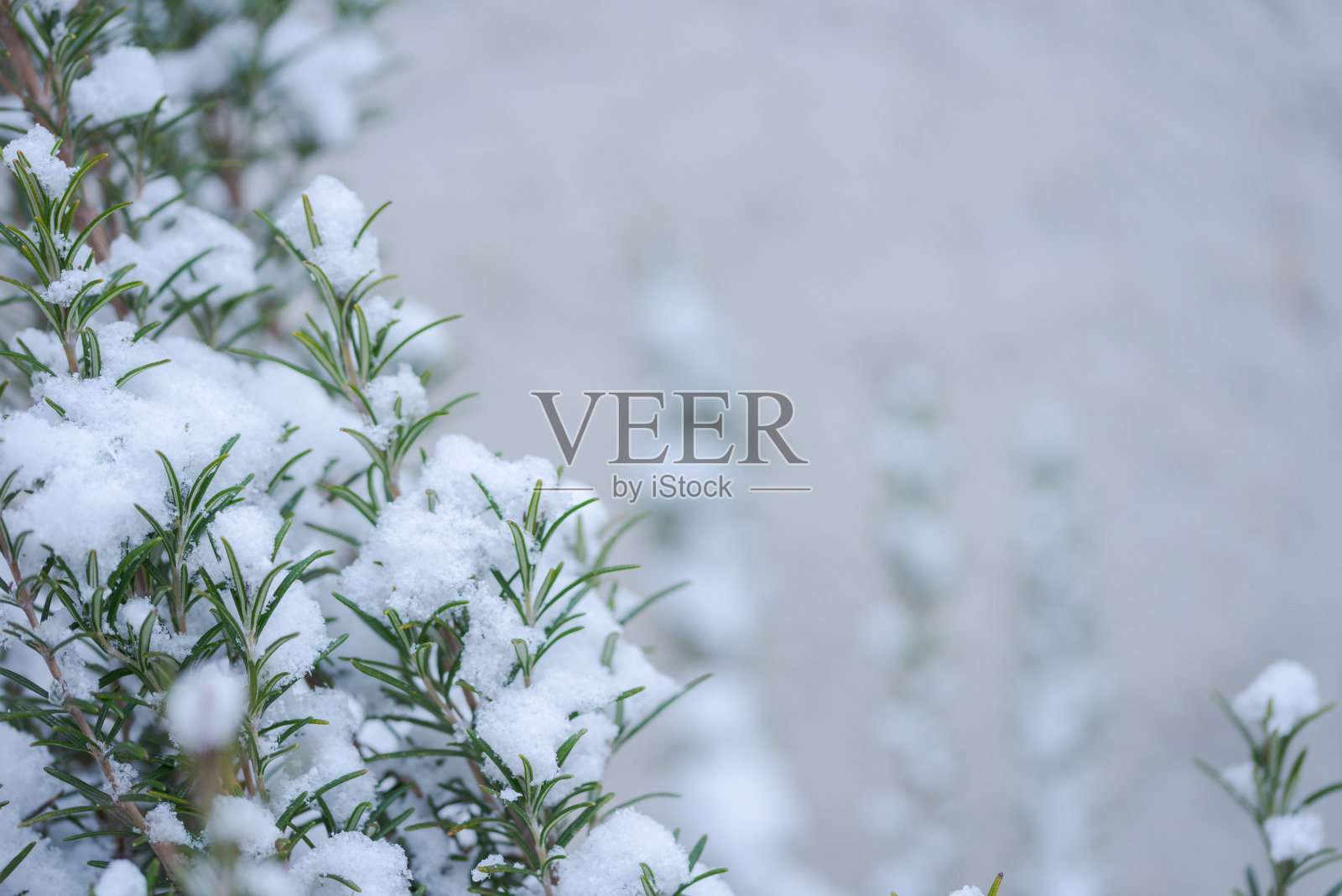 冬天，迷迭香树枝被雪覆盖照片摄影图片