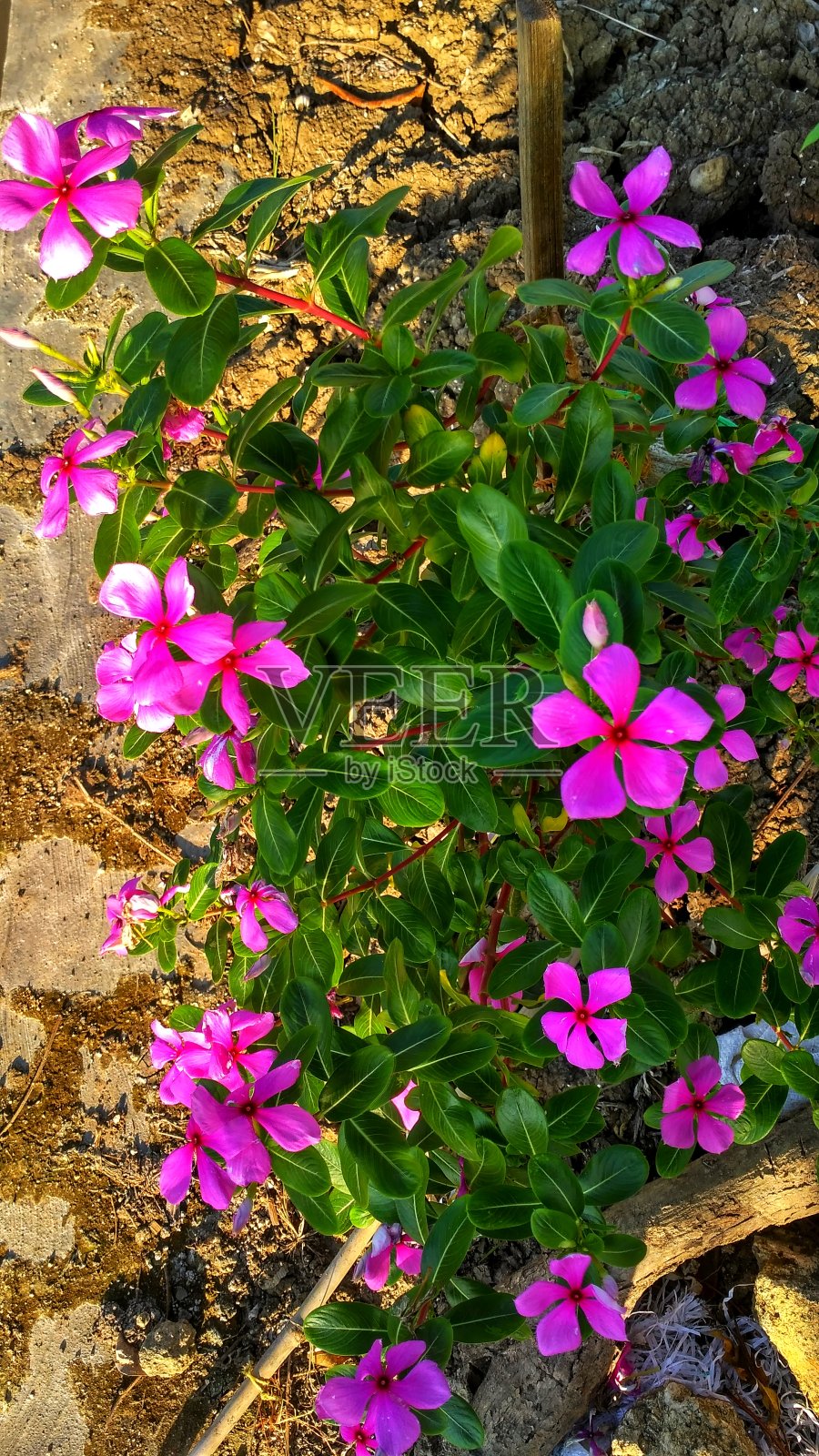 粉红色的花照片摄影图片