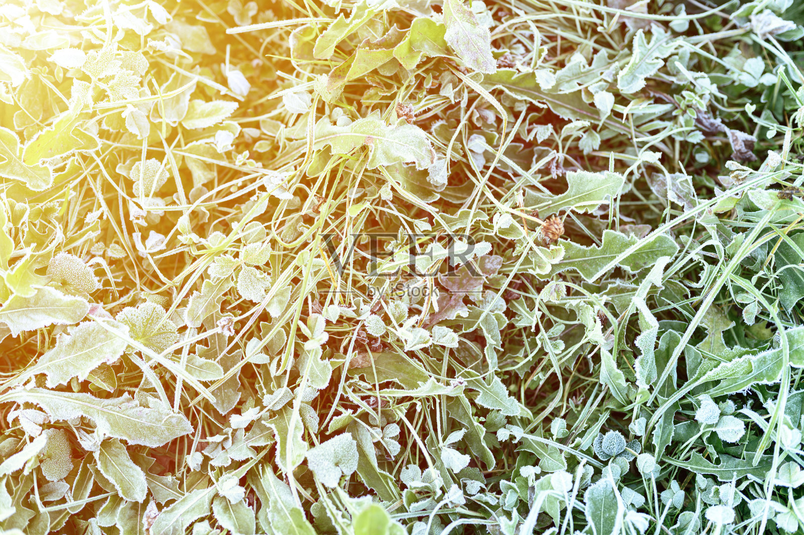 花园里的绿草晨霜，草地上的冻草日出时结霜。纹理图案的自然背景。前视图。耀斑照片摄影图片