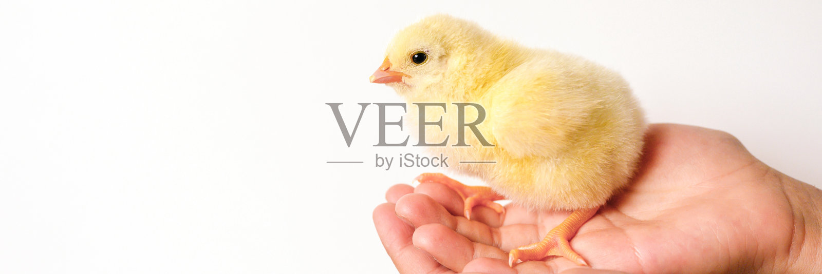 白色背景上，一只可爱的小黄鸡在孩子的手中。横幅照片摄影图片