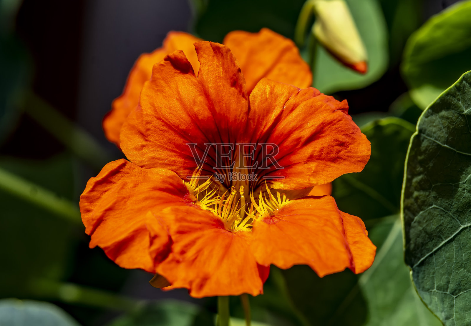 橙色和黄色旱金莲照片摄影图片