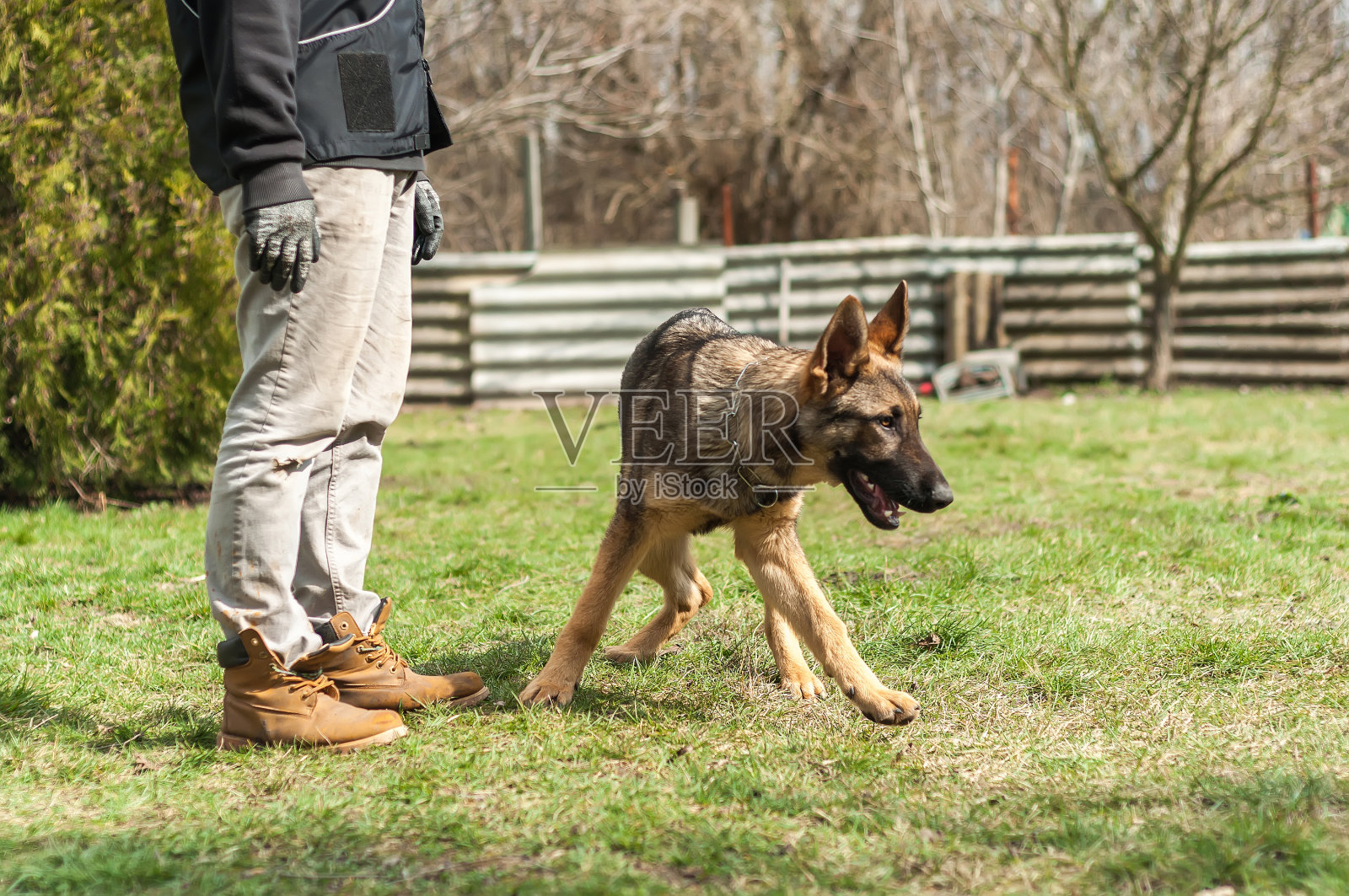 春天训练德国牧羊犬幼犬照片摄影图片