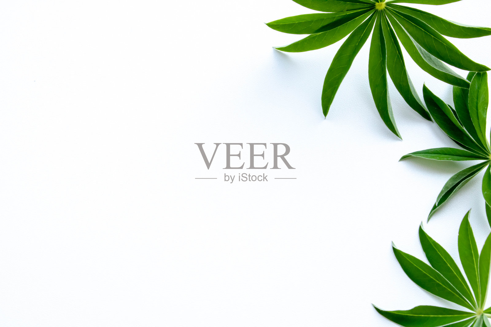 白色背景的明信片右边是绿叶。文本空间照片摄影图片