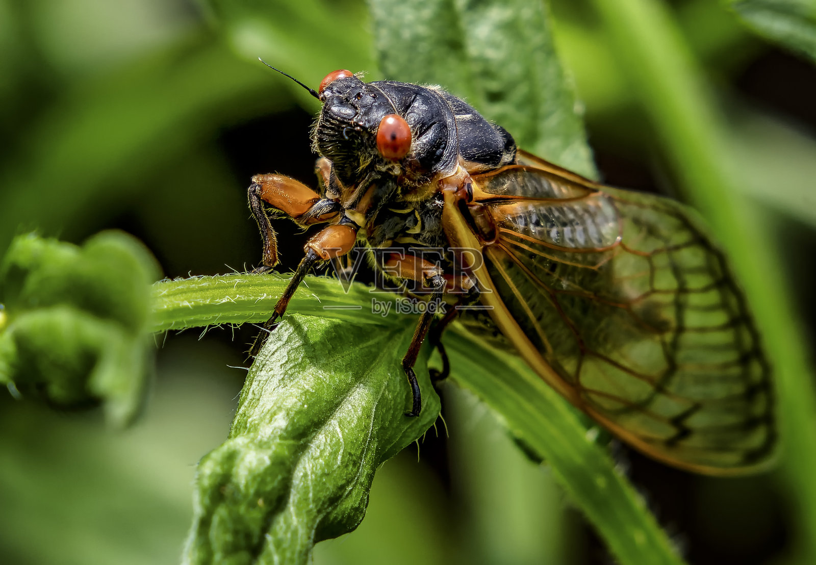 蝉落在花园里的一朵花上照片摄影图片