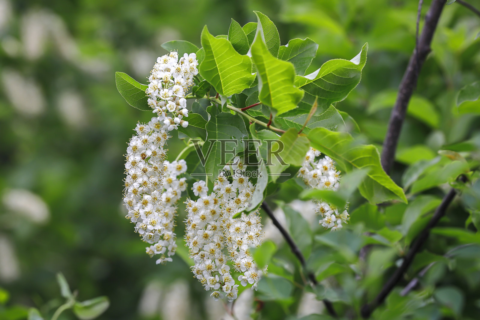 树枝上的一簇簇小白花。照片摄影图片