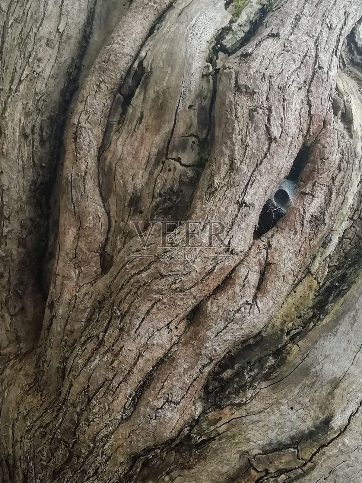 树皮木质纹理照片摄影图片