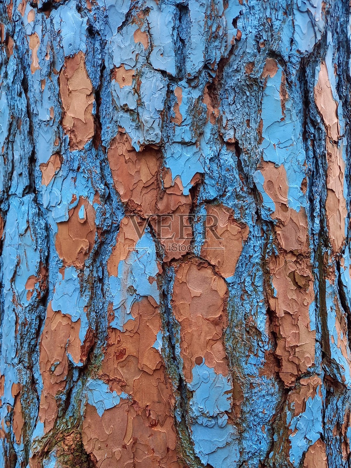 蓝色的树皮照片摄影图片