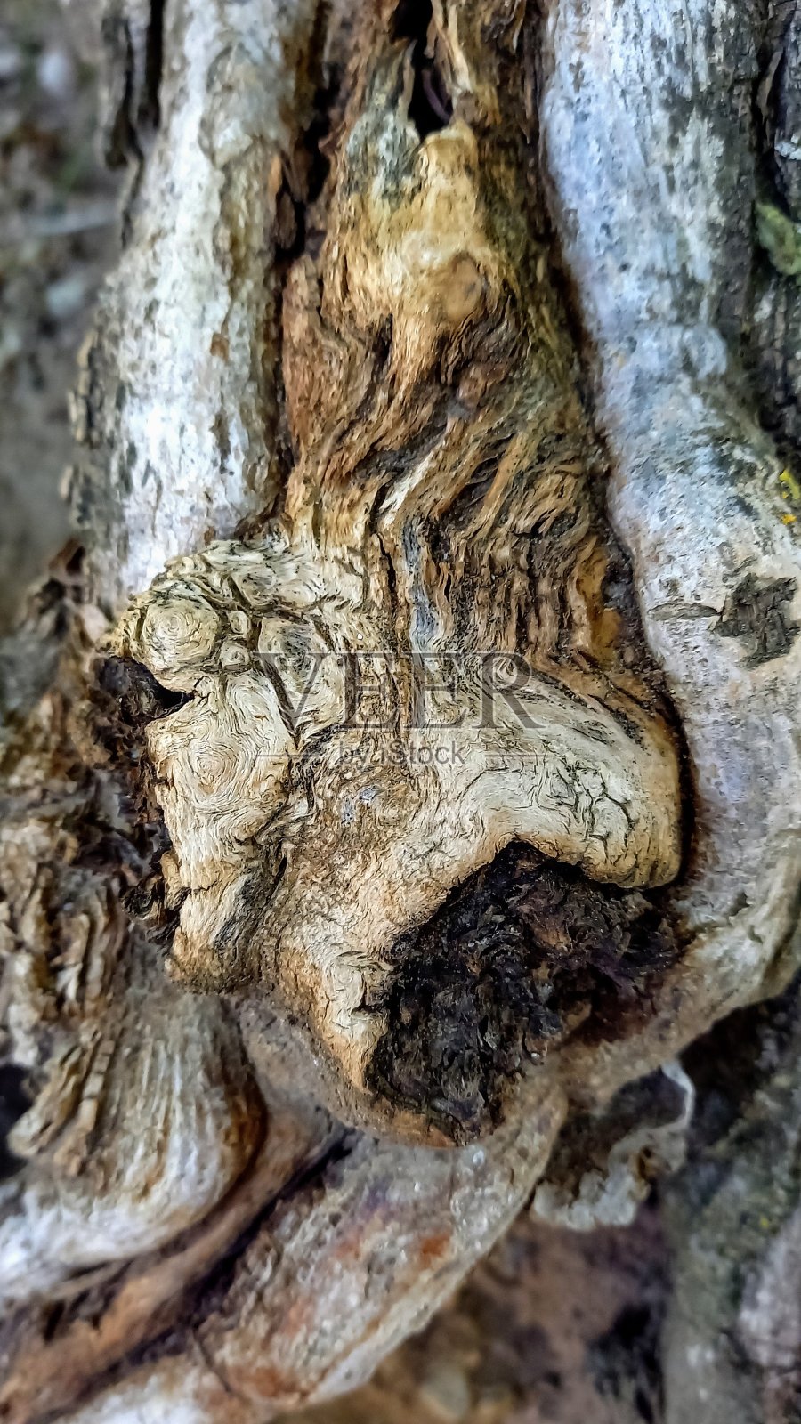 树皮木质纹理照片摄影图片