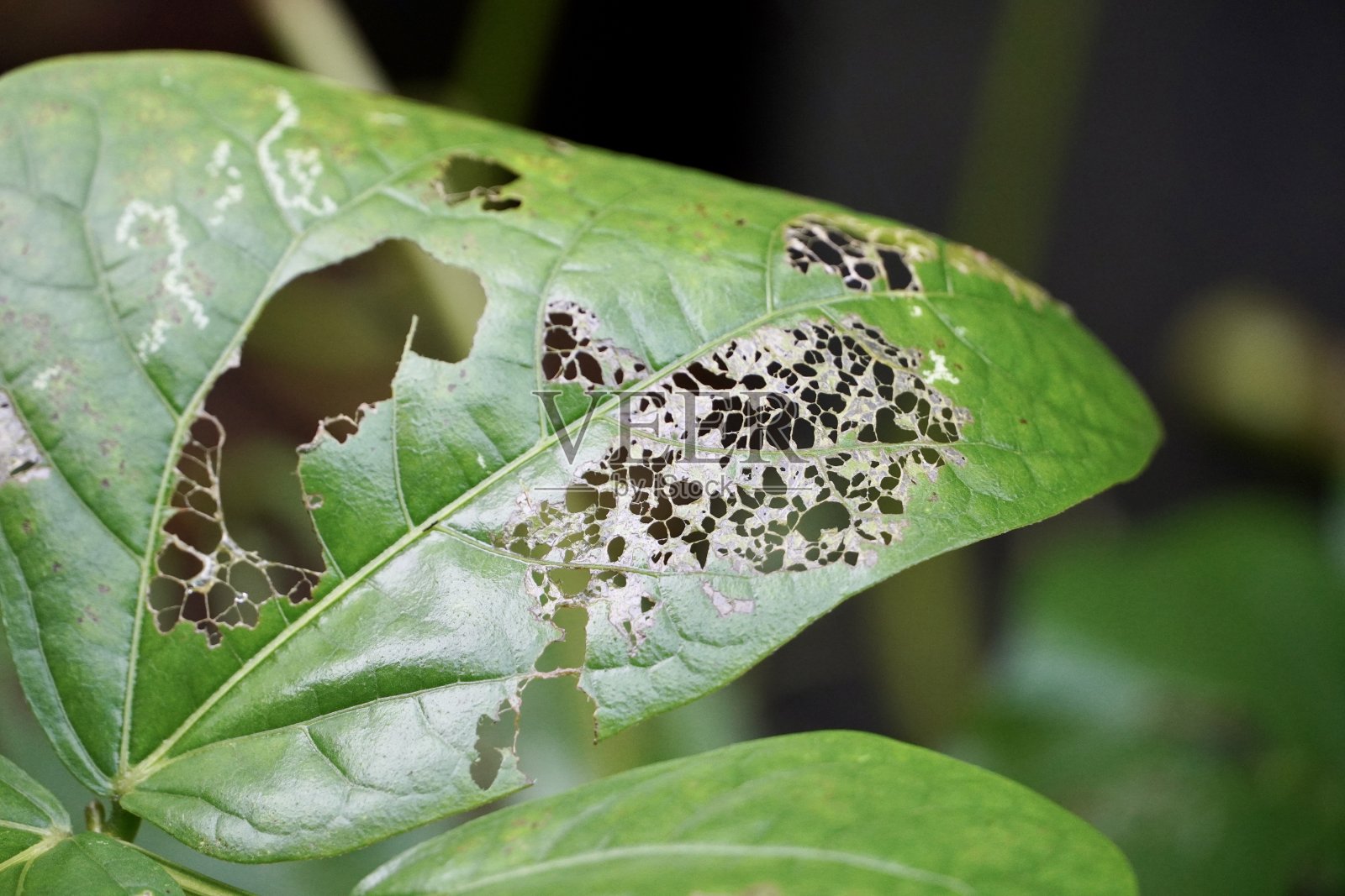损坏的叶片。照片摄影图片