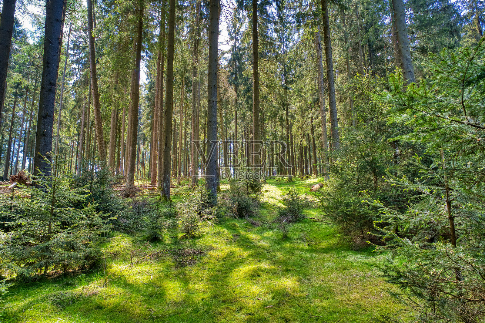 在大布莱腾巴赫附近的图林根森林徒步旅行照片摄影图片