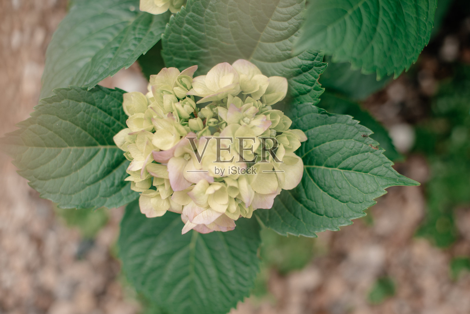 白色绣球花花。照片摄影图片