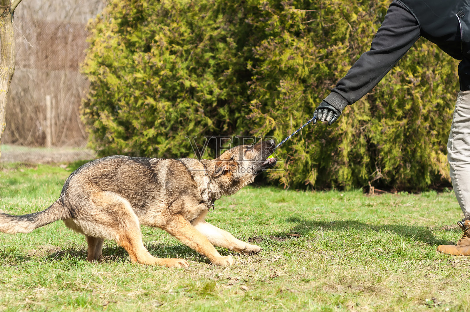 德国牧羊犬幼犬用球训练照片摄影图片