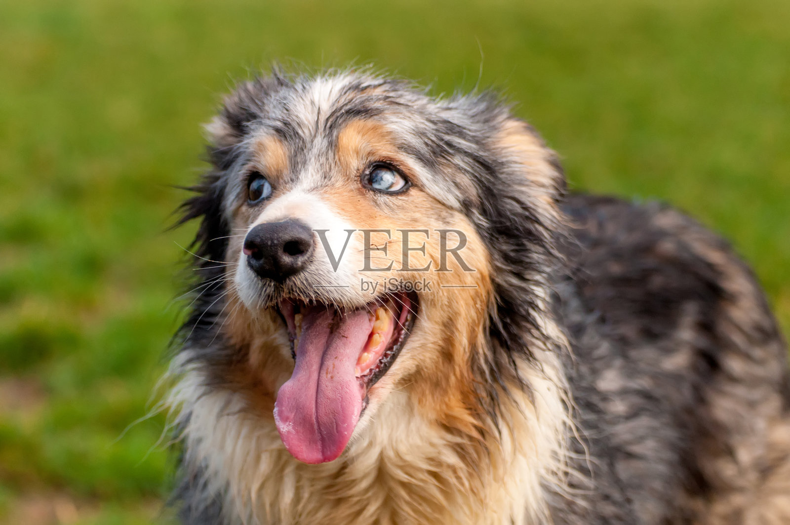 边境牧羊犬的肖像照片摄影图片