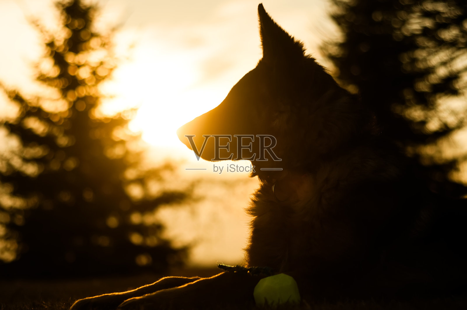 背光照片，一个年轻的德国牧羊犬休息在后院照片摄影图片
