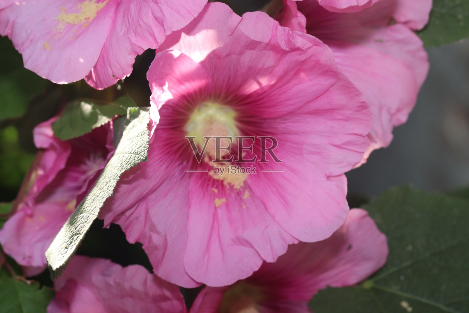 罗斯 · 马洛、阿尔恰 · 罗萨、古尔哈特米、马尔瓦、伍德哈特米照片摄影图片