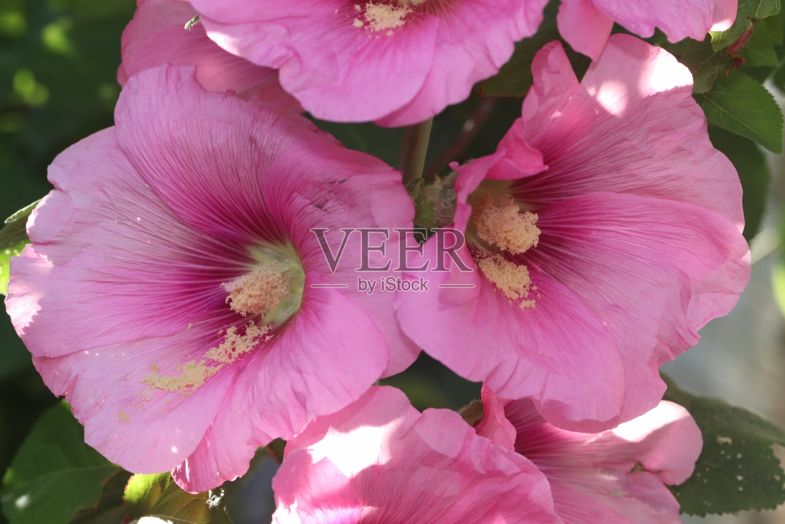 罗斯 · 马洛、阿尔恰 · 罗萨、古尔哈特米、马尔瓦、伍德哈特米照片摄影图片