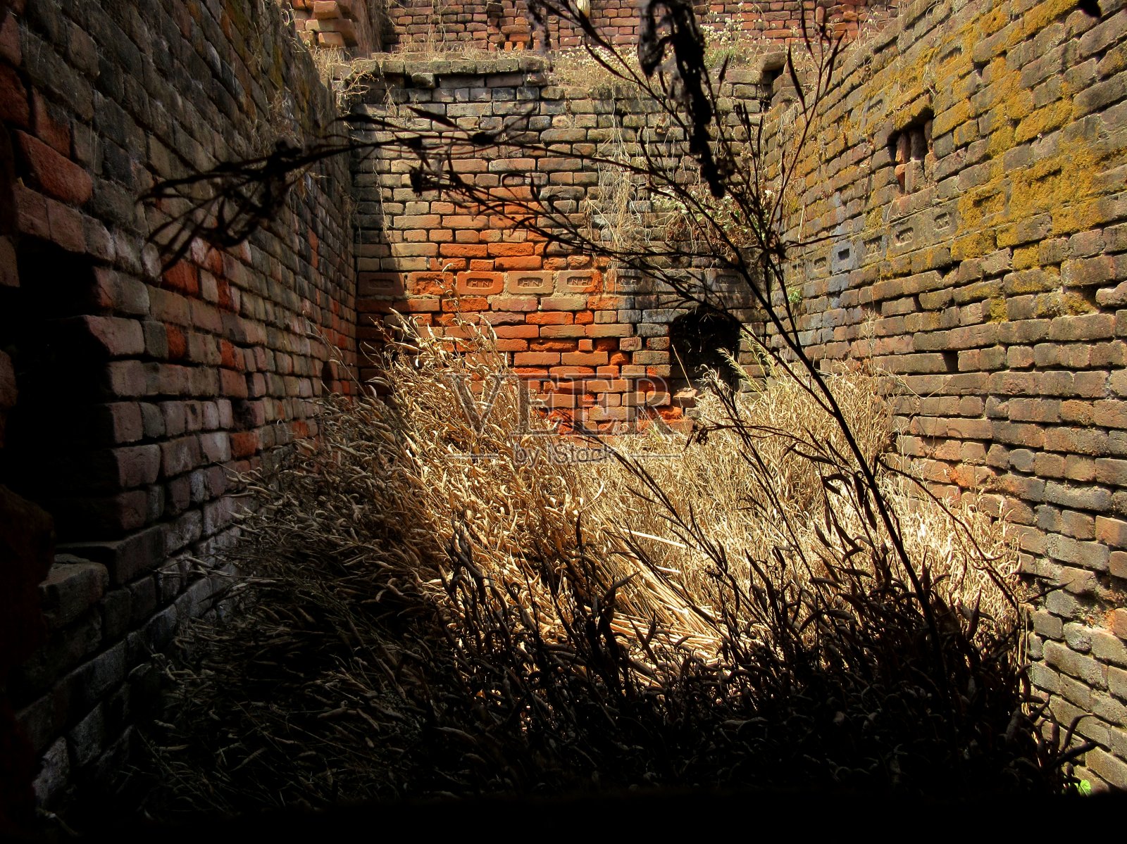 收获的芥菜和采集的芥菜荚进一步加工照片摄影图片