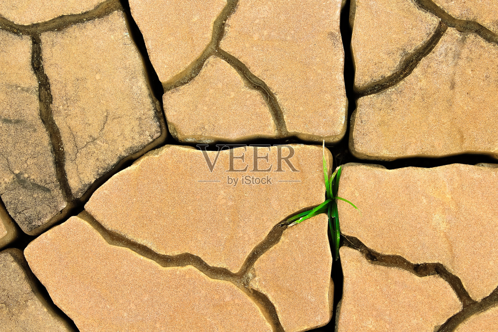 小绿草生长在裂缝地板与空间俯视图棕色背景照片摄影图片