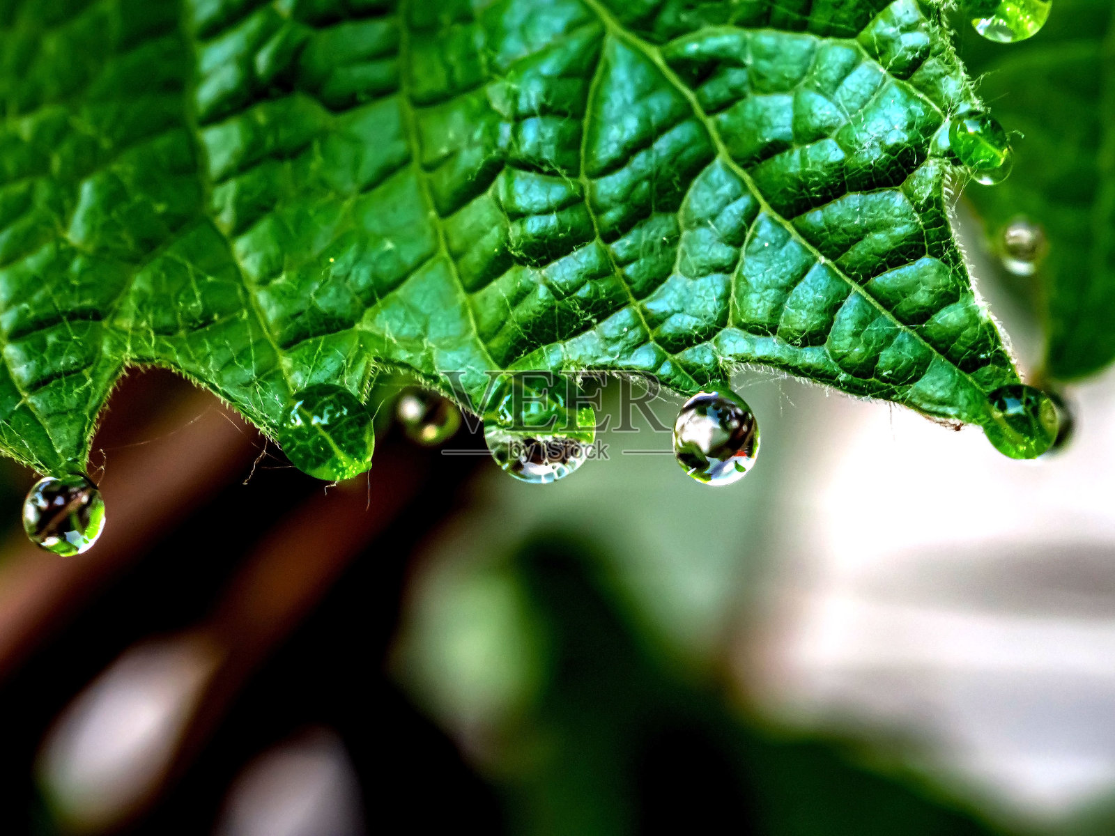 葡萄叶尖上的晨露照片摄影图片