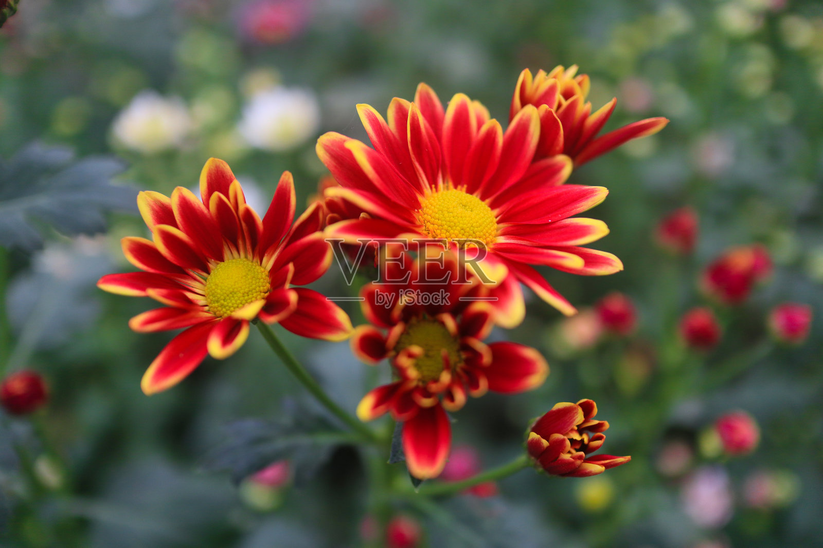 雏菊花照片摄影图片