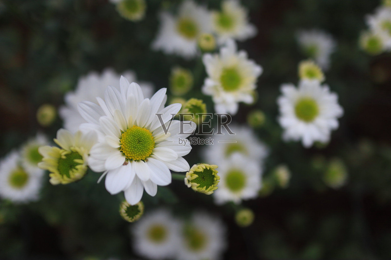 雏菊花照片摄影图片