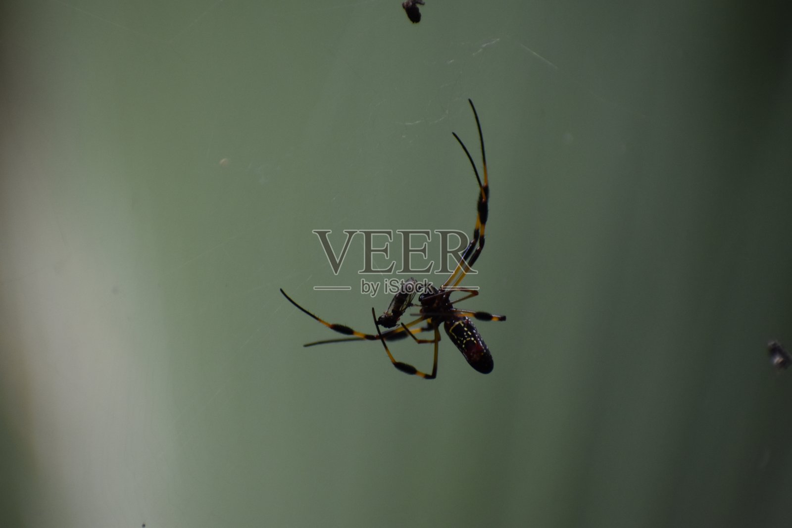 Orb韦弗黄金照片摄影图片