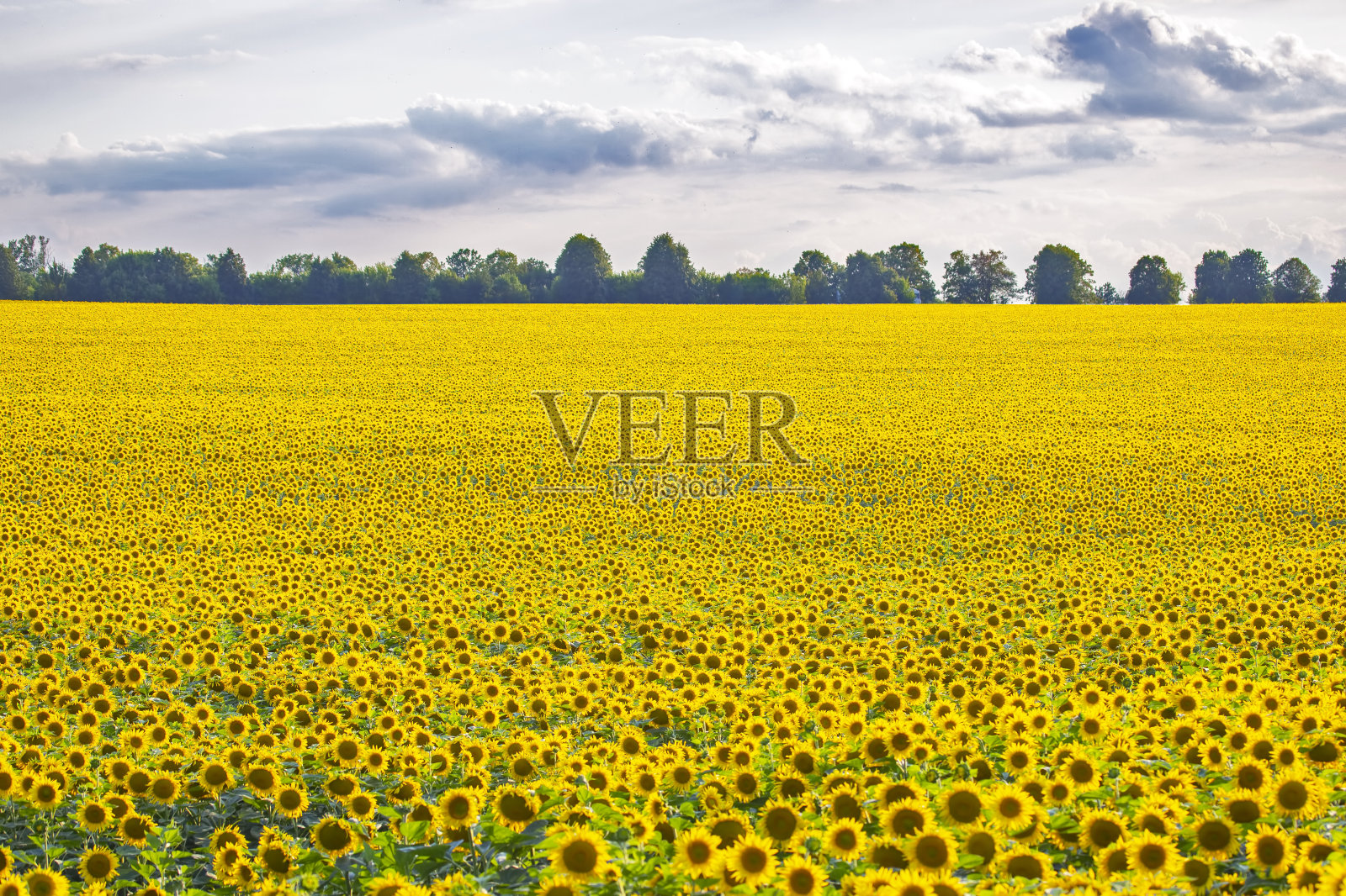 阳光下大片盛开的向日葵。农学、农业和植物学照片摄影图片