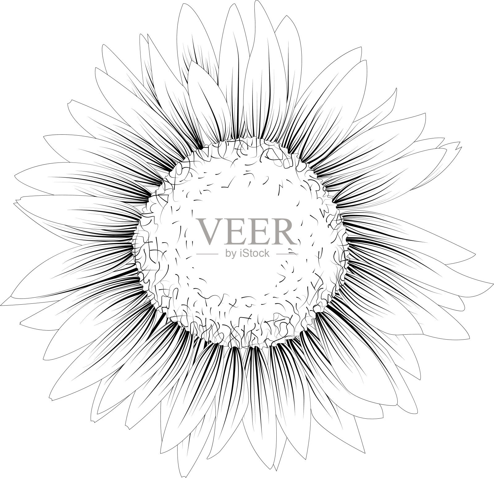 涂色书页。单花。插画图片素材