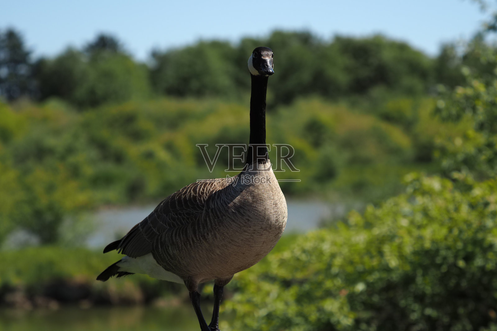 乔治·赖费尔候鸟保护区照片摄影图片